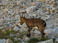 Capra ibex 10, Alpensteenbok, Saxifraga-Jan van der Straaten