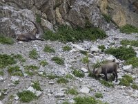 Capra ibex 107, Alpensteenbok, Saxifraga-Mark Zekhuis