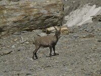 Capra ibex 37, Alpensteenbok, Saxifraga-Willem van Kruijsbergen
