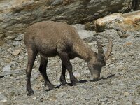 Capra ibex 39, Alpensteenbok, Saxifraga-Willem van Kruijsbergen