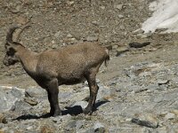 Capra ibex 41, Alpensteenbok, Saxifraga-Willem van Kruijsbergen