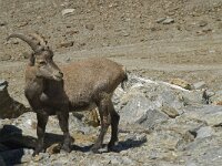 Capra ibex 44, Alpensteenbok, Saxifraga-Willem van Kruijsbergen