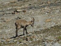 Capra ibex 46, Alpensteenbok, Saxifraga-Willem van Kruijsbergen