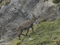 Capra ibex 85, Alpensteenbok, Saxifraga-Willem van Kruijsbergen