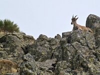 Capra pyrenaica, Spanish Ibex