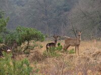 Capreolus capreolus 106, Ree, Saxifraga-Mark Zekhuis
