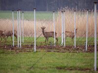 Capreolus capreolus 117, Ree, Saxifraga-Hans Dekker