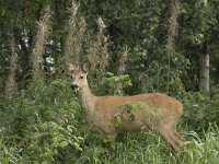 Capreolus capreolus 119, Ree, Saxifraga-Willem van Kruijsbergen