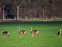 Capreolus capreolus 145, Ree, Saxifraga-Hans Dekker