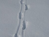 Capreolus capreolus 15, Ree, Saxifraga-Jan van der Straaten