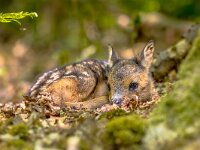 Adorable roe deer fawn in forest  Adorable roe deer fawn (Capreolus capreolus) resting in reliance of camouflage in forest. Friesland, Netherlands. Wildlife scene in nature of Europe. : Capreolus, Capreolus capreolus, adorable, animal, baby, baby animal, background, bambi, blossom, camouflage, cervid, cervus, cute, deer, europe, fawn, flower, forest, full length, furry, grass, herbivore, laying down, leaves, looking, lovely, mammal, nature, new born, newborn, one, one animal, outdoor, outdoors, photo, portrait, roe, roe deer, ruminant, sleep, sleeping, small, spring, summer, sweet, wild, wildlife, young