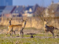 Urbanized Roe deer  Roe Deer (Capreolus capreolus) in Urban city environment with builings in the background in the Netherlands : Capreolus, Netherlands, animal, architecture, autumn, background, beautiful, block, building, city, cityscape, cute, deer, distance, district, downtown, dutch, environment, europe, fauna, female, field, flock, grass, green, group, habitat, herbivore, house, landscape, mammal, modern, natural, nature, office, outdoor, outdoors, park, rural, skyline, street, summer, ungulate, urban, urbanized, water, wild, wildlife, young