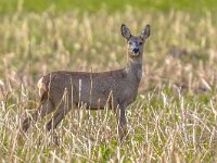 Female Roe deer standing in rural field  Female Roe deer (Capreolus capreolus) standing in rural field looking in camera : Capreolus, Netherlands, animal, antlers, background, beautiful, beauty, brown, buck, cute, deer, environment, europe, european, eyes, fauna, female, field, fur, game, grass, grassland, green, hunting, landscape, look, looking, male, mammal, meadow, natural, nature, outdoor, portrait, roe, roebuck, rural, scenery, spring, stand, standing, summer, wild, wildlife