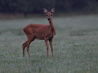 Capreolus capreolus 2, Ree, female, Saxifraga-Luc Hoogenstein