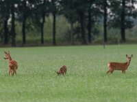 Capreolus capreolus 24, Ree, female with juveniles, Saxifraga-Mark Zekhuis