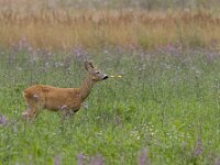 Capreolus capreolus 29, Ree, male, Saxifraga-Mark Zekhuis
