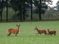 Capreolus capreolus 48, Ree, Saxifraga-Mark Zekhuis
