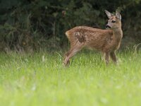 Ree, Roe Deer, Capreolus capreolus  Ree, Roe Deer, Capreolus capreolus : Buurserzand, Calf, Capreolus capreolus, Haaksbergen, Heather, Heideterrein, Natura 2000, Natuurmonumenten. vereniging Natuurmonumenten, Nederland, Overijssel, Ree, Roe deer, avond, beschermd natuurgebied, brown, bruin, evening, field. veld, heide, infant, jong, juli, july, juvenile, kalf, mammal, speciale beschermingszone, summer, the Netherlands, young, zomer, zoogdier