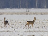 Capreolus capreolus 74, Ree, Saxifraga-Mark Zekhuis