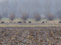 Capreolus capreolus 75, Ree, Saxifraga-Mark Zekhuis