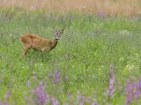 Capreolus capreolus 9, Ree, male, Saxifraga-Mark Zekhuis