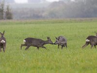 Capreolus capreolus 94, Ree, Saxifraga-Mark Zekhuis