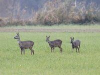 Capreolus capreolus 97, Ree, Saxifraga-Mark Zekhuis