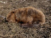 Castor fiber 101, Bever, Saxifraga-Ed Stikvoort : Millingerwaard