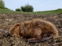 Castor fiber 102, Bever, Saxifraga-Ed Stikvoort : Millingerwaard