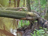 Castor fiber 104, Bever, Saxifraga-Tom Heijnen