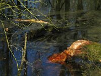 Castor fiber 30, Bever, Saxifraga-Harry van Oosterhout