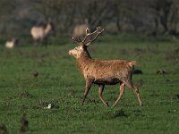 Cervus elaphus 13, Edelhert, male, Saxifraga-Luc Hoogenstein