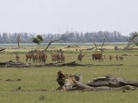 Cervus elaphus 31, Edelhert, Saxifraga-Mark Zekhuis