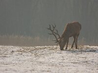 Edelhert  Edelhert in winter : Cervus elaphus