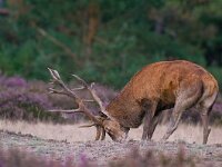 Cervus elaphus 71, Edelhert, Saxifraga-Rik Kruit