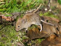 Clethrionomys glareolus 12, Rosse woelmuis, Saxifraga-Rudmer Zwerver