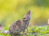 Crocidura Shrew pointing nose up  Greater White-toothed shrew (Crocidura russula) pointing nose in the air and smelling for danger : Crocidura, Eurasian, Greater, Sorex, above, air, animal, background, closeup, common, cute, fauna, fur, gray, grey, habitat, hair, hairy, head, insectivore, mammal, mammals, mouse, natural, nature, nose, pest, pointing, portrait, primitive, profile, rat, russula, short-tailed, shrew, shrews, side, sideview, small, smelling, sniffing, snout, toothed, up, view, whiskers, white-toothed, wild, wildlife