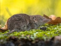 Crocidura Shrew resting on forest floor with bright background  Greater White-toothed shrew (Crocidura russula) resting on green moss on the forest floor with bright background : Crocidura, Eurasian, Greater, Sorex, air, animal, background, closeup, common, cute, environment, fauna, fur, gray, grey, habitat, hair, hairy, head, insectivore, mammal, mammals, mouse, natural, nature, nose, pest, portrait, primitive, rat, rodent, russula, shrew, shrews, side, sideview, small, smelling, snout, suaveolens, toothed, up, view, whiskers, white, white-toothed, wild, wildlife