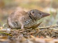 Crocidura suaveolens