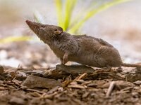 Lesser white toothed shrew in natural habitat  Lesser white-toothed shrew (Crocidura suaveolens) in natural habitat. Cevennes, France. Wildlife scene in nature of Europe. : Bicolored, Crocidura, Eurasian, animal, asia, background, closeup, common, cute, environment, europe, european, fauna, forest, garden, gray, grey, habitat, hair, hairy, insectivore, lesser, little, looking, mammal, mammals, mouse, natural, nature, outdoor, pair, portrait, primitive, profile, rodent, shrew, side, sideview, small, suaveolens, toothed, view, whiskers, white, white-toothed, wild, wildlife