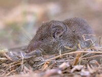 Lesser white toothed shrew in natural habitat  Lesser white-toothed shrew (Crocidura suaveolens) in natural habitat. Cevennes, France. Wildlife scene in nature of Europe. : Bicolored, Crocidura, Eurasian, animal, asia, background, closeup, common, cute, environment, europe, european, fauna, forest, garden, gray, grey, habitat, hair, hairy, insectivore, lesser, little, looking, mammal, mammals, mouse, natural, nature, outdoor, pair, portrait, primitive, profile, rodent, shrew, side, sideview, small, suaveolens, toothed, view, whiskers, white, white-toothed, wild, wildlife