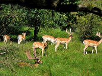 Dama dama 20, Damhert, Saxifraga-Piet Munsterman