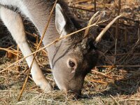 Dama dama 25, Damhert, Saxifraga-Bart Vastenhouw