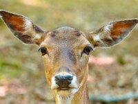 Head of a fallow deer  Head of a fallow deer (Dama dama) in its natural habitat looks curiously at the camera. : Dama, animal, beautiful, brown, cervidae, cervinae, common, curious, cute, deer, doe, environment, expression, fallow, fauna, fawn, forest, habitat, head, looking, mammal, melanistic, menil, mottles, natural, nature, portrait, small, spots, standing, wild, wilderness, wildlife, wood, woods, young