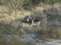 Dama dama 4, Damhert, female, Saxifraga-Piet Munsterman