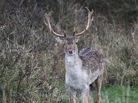 Dama dama 61, Damhert , Saxifraga-Peter Meininger