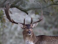 Dama dama 71, Damhert, Saxifraga-Luc Hoogenstein : AWD, damhert