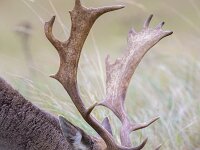 Dama dama 74, Damhert, Saxifraga-Luc Hoogenstein : AWD, damhert