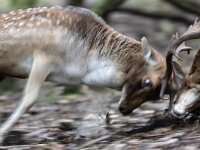 Dama dama 75, Damhert, Saxifraga-Luc Hoogenstein : AWD, damhert