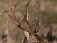 Dama dama 78, Damhert, Saxifraga-Luc Hoogenstein